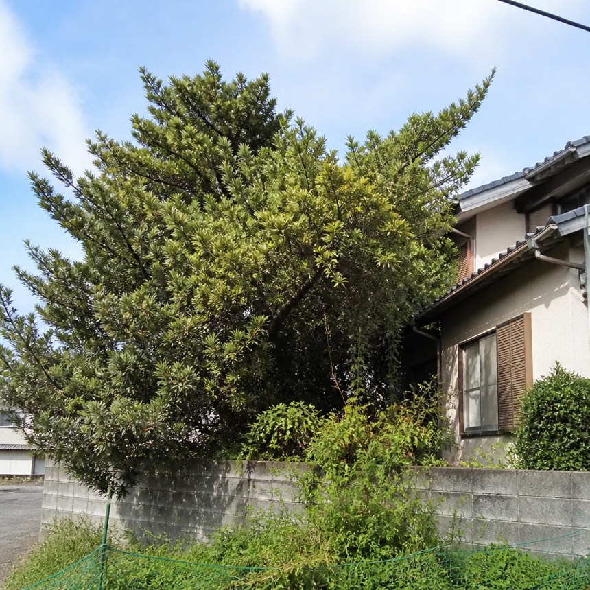 伸びすぎて隣地や道路にかかっている庭木